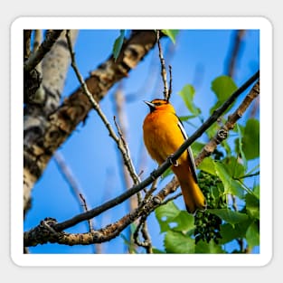 Bullock's Oriol Perched on a Branch Sticker